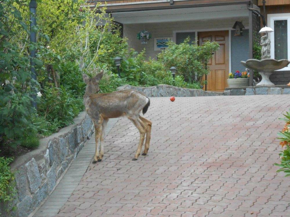 Mountain Bed & Breakfast Βόρειο Βανκούβερ Εξωτερικό φωτογραφία